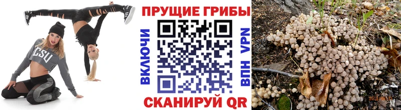 что такое наркотик  Дедовск  Галлюциногенные грибы Cubensis 